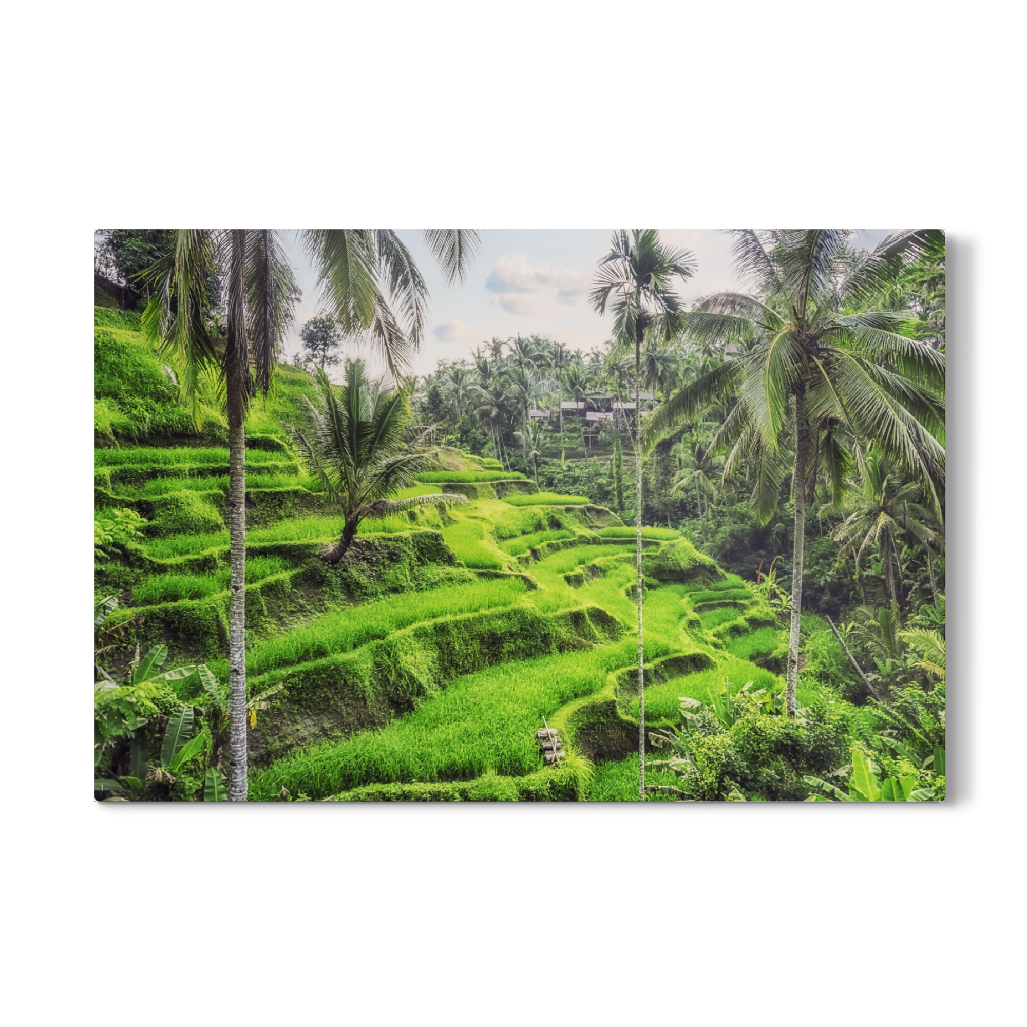 Galerie-Print "Tegallalang Rice Terraces" 75x50 cm artboxONE
