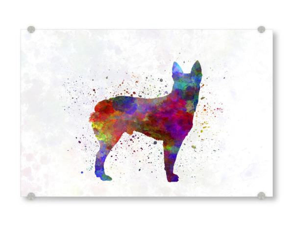 Acrylglasbild "Australian Stumpy Tail Cattle Dog" artboxONE - Tiere