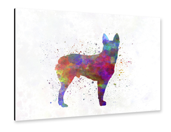 Alu-Dibond "Australian Stumpy Tail Cattle Dog" 30x20 cm artboxONE