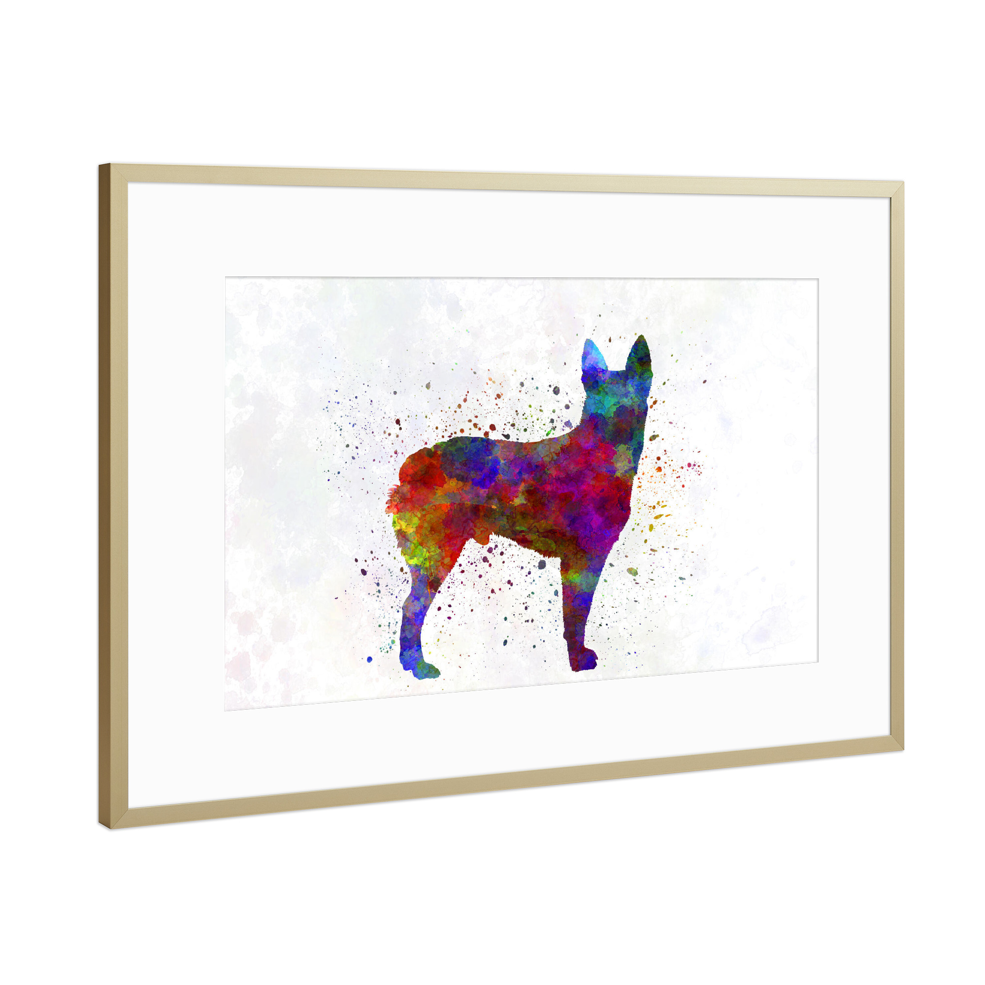 Poster mit Rahmen Gold "Australian Stumpy Tail Cattle Dog" artboxONE - Tiere