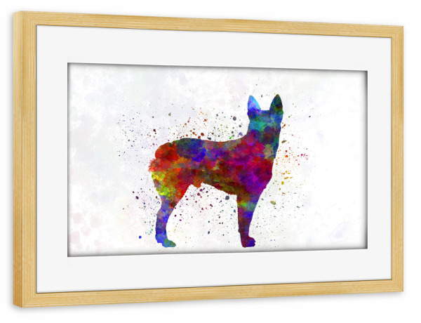Poster mit Rahmen kiefer "Australian Stumpy Tail Cattle Dog" artboxONE - Tiere
