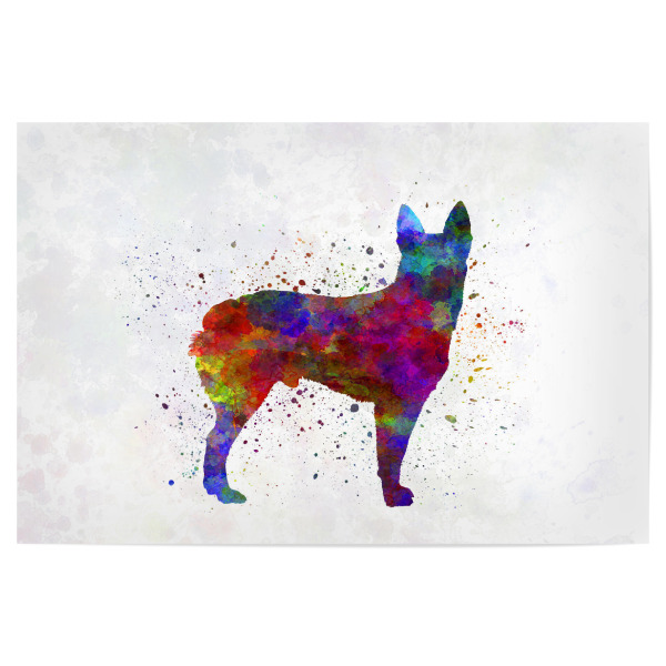 Poster 30x20 cm "Australian Stumpy Tail Cattle Dog" artboxONE - Tiere
