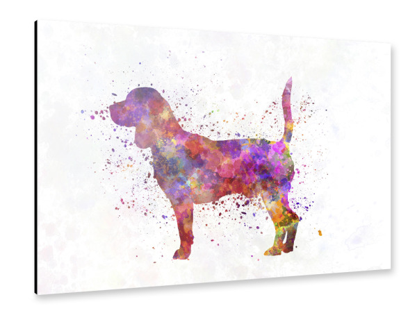 Alu-Dibond "Beagle in watercolor" 30x20 cm artboxONE