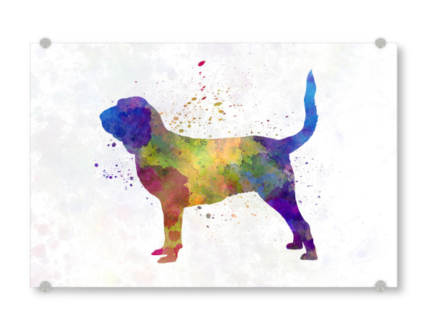 Acrylglasbild "Bloodhound dog in watercolor" artboxONE - Tiere