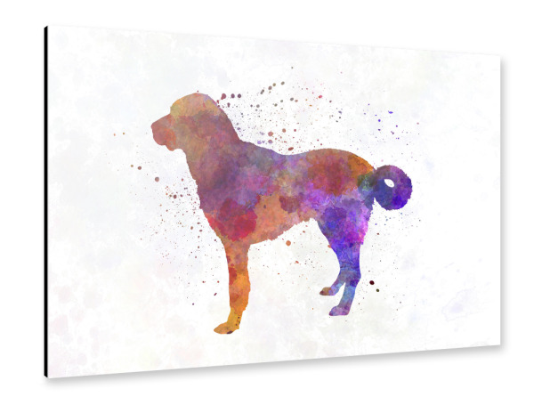 Alu-Dibond "Anatolian Shepherd Dog" 30x20 cm artboxONE