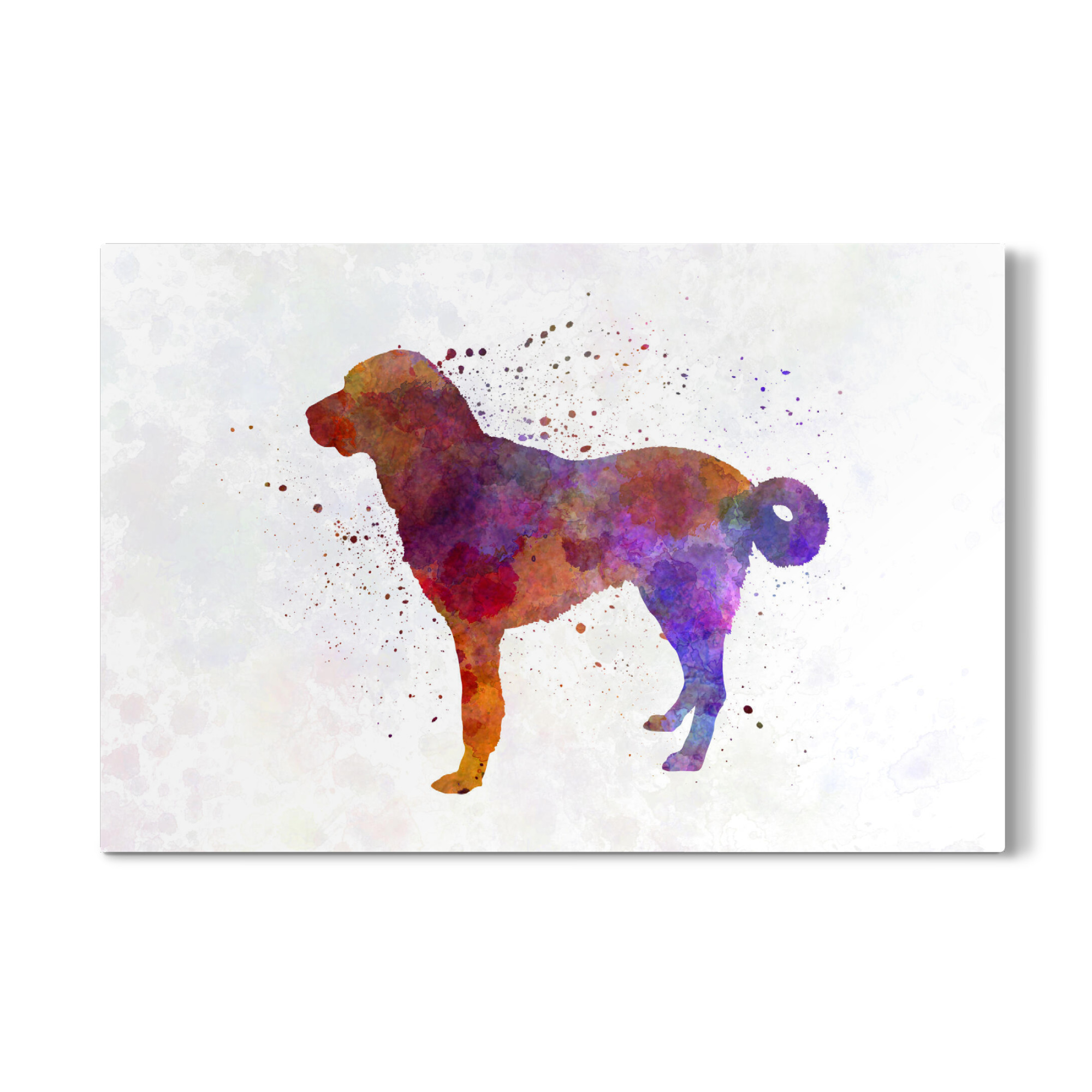 Galerie-Print "Anatolian Shepherd Dog" 30x20 cm artboxONE