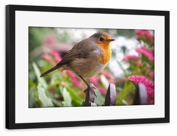 Poster mit Rahmen schwarz "Fly Robin Fly" artboxONE - Natur