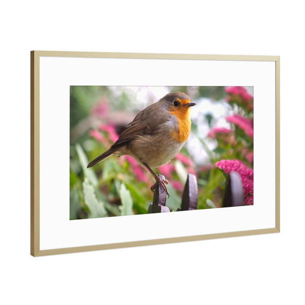 Poster mit Rahmen Gold "Fly Robin Fly" artboxONE - Natur