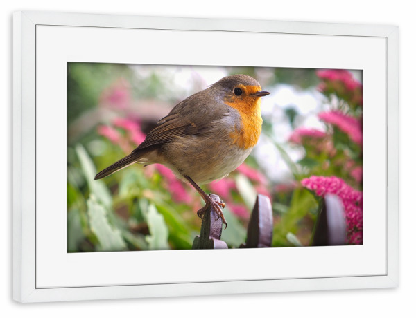 Poster mit Rahmen weiß "Fly Robin Fly" artboxONE - Natur