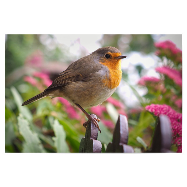 Poster "Fly Robin Fly" artboxONE - Natur - Rotkehlchen,Robin,Vogel,Singvogel,Ornithology,Ornithologie,Vogelkunde,Vogelportrait,Bird,Natur,Nature