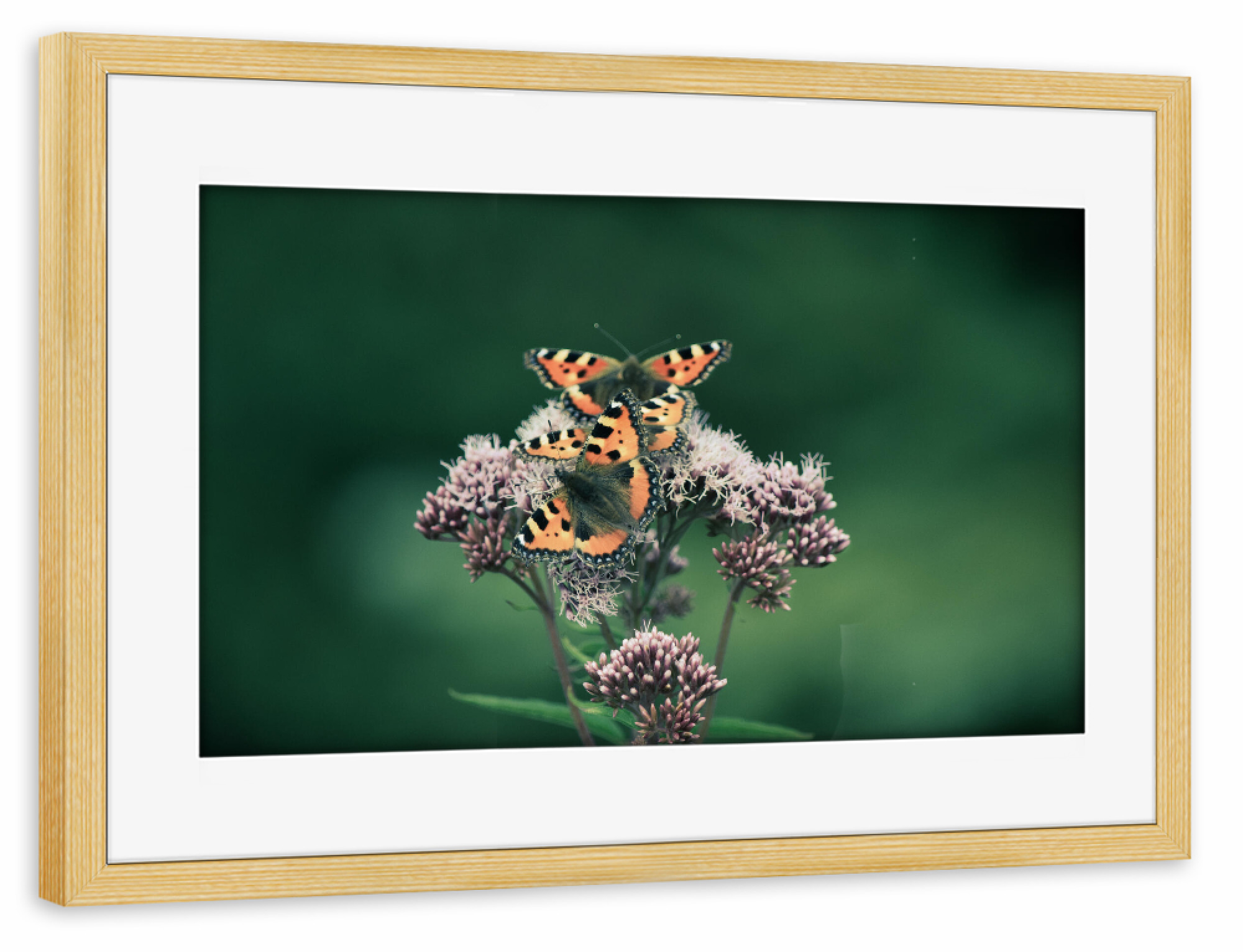 Poster mit Rahmen kiefer "Drei Schmetterlinge" artboxONE - Natur,Floral,Tiere