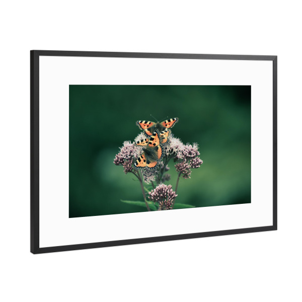 Poster mit Rahmen Schwarz (Metallic) "Drei Schmetterlinge" artboxONE - Natur,Floral,Tiere