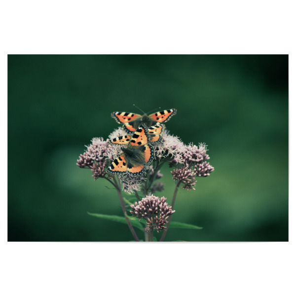 Poster "Drei Schmetterlinge" artboxONE - Natur,Floral,Tiere