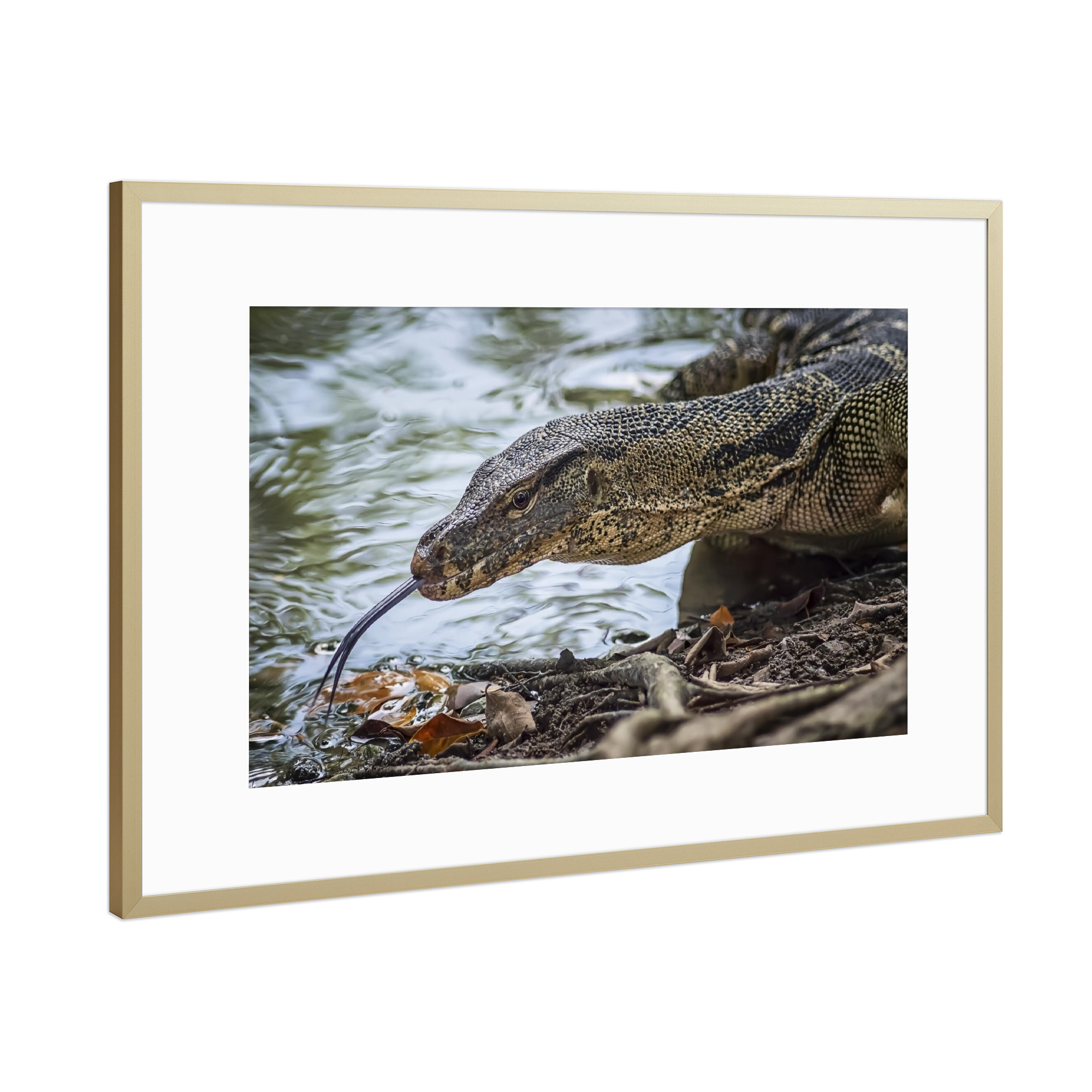 Poster mit Rahmen Gold "Monitor Lizard" artboxONE - Natur,Reise,Tiere,Reise / Asien