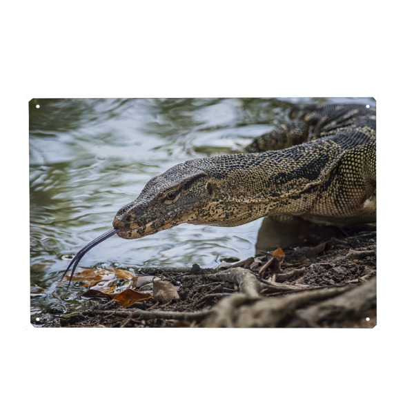 Holzbild "Monitor Lizard" artboxONE - Natur,Reise,Tiere,Reise / Asien