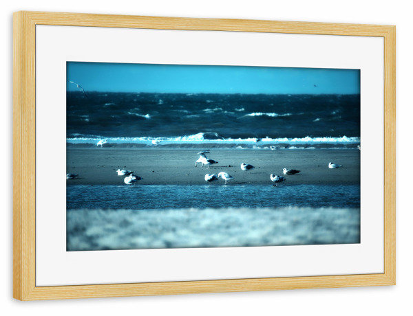 Poster mit Rahmen kiefer "Möwen am Strand" artboxONE - Natur,Reise,Tiere,Reise / Strand und Meer,Reise / Länder