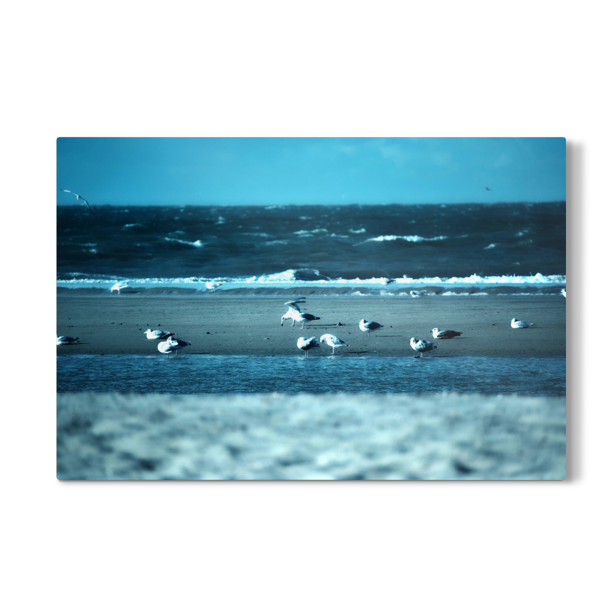 Galerie-Print "Möwen am Strand" 30x20 cm artboxONE