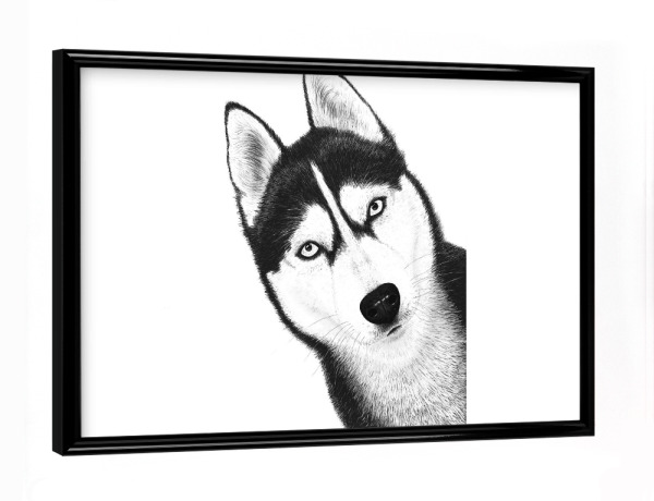 Poster mit schwarzem Rahmen "Black husky" artboxONE - Natur,Tiere,Lustig