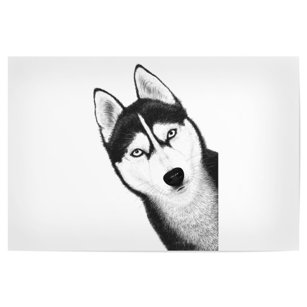 Poster 30x20 cm "Black husky" artboxONE - Natur,Tiere,Lustig