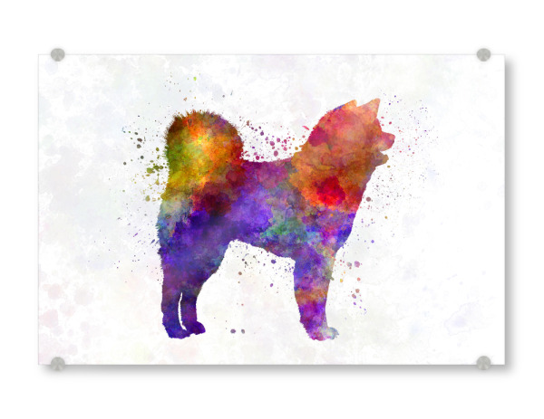 Acrylglasbild "Akita Inu dog in watercolor" artboxONE - Tiere