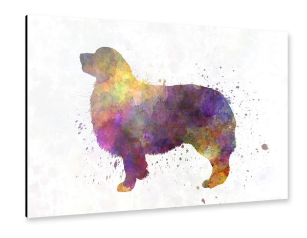 Alu-Dibond "Australian Shepherd in watercolor" 30x20 cm artboxONE