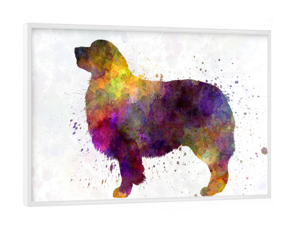 Poster mit weißem Rahmen "Australian Shepherd in watercolor" artboxONE - Tiere