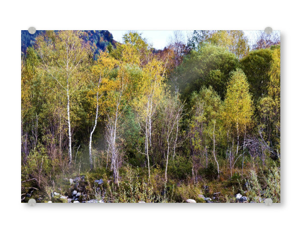 Acrylglasbild "Bäume im Herbst" artboxONE - Natur - Herbst,Birken,Natur,Landschaft,Fotografie,Farben,Bunt,Bäume,Tree,Nature,Autumn,Trees,Landscape