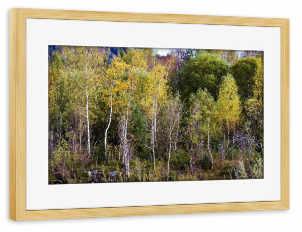 Poster mit Rahmen kiefer "Bäume im Herbst" artboxONE - Natur