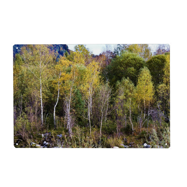 Holzbild "Bäume im Herbst" artboxONE - Natur - Herbst,Birken,Natur,Landschaft,Fotografie,Farben,Bunt,Bäume,Tree,Nature,Autumn,Trees,Landscape