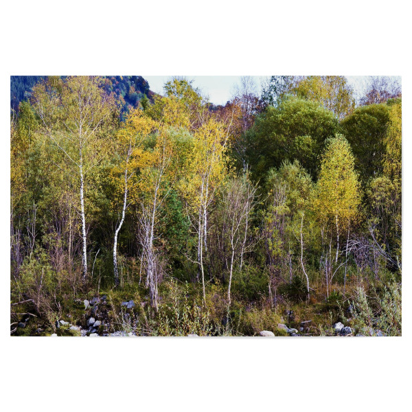 Poster "Bäume im Herbst" artboxONE - Natur - Herbst,Birken,Natur,Landschaft,Fotografie,Farben,Bunt,Bäume,Tree,Nature,Autumn,Trees,Landscape