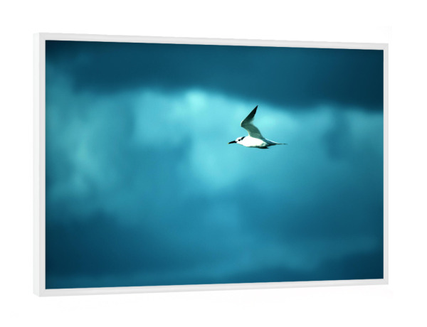 Poster mit weißem Rahmen "Meeresvogel und Wolken" artboxONE - Natur,Reise,Tiere,Reise / Strand und Meer,Reise / Länder