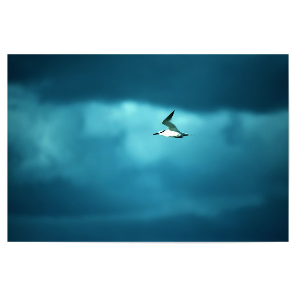 Poster "Meeresvogel und Wolken" artboxONE - Natur,Reise,Tiere,Reise / Strand und Meer,Reise / Länder