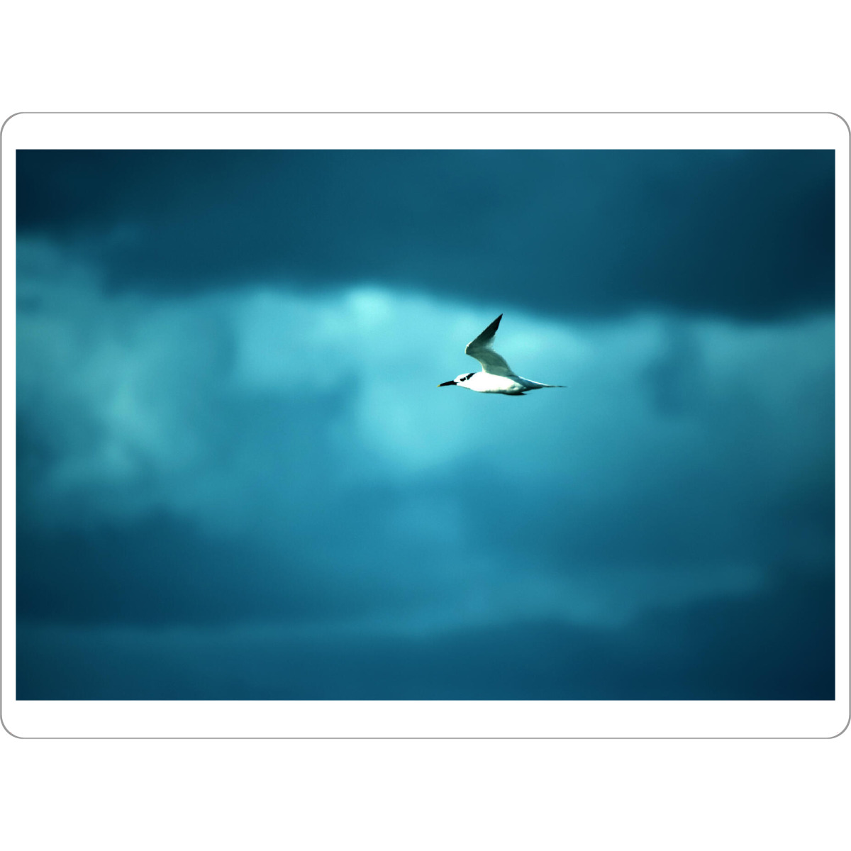 Tischset "Meeresvogel und Wolken" artboxONE - Natur,Reise,Tiere,Reise / Strand und Meer,Reise / Länder