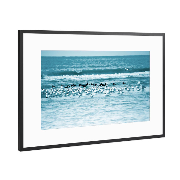Poster mit Rahmen Schwarz (Metallic) "Meeresvögel" artboxONE - Natur,Reise,Tiere,Reise / Strand und Meer,Reise / Länder