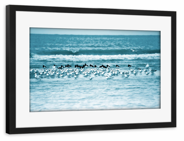 Poster mit Rahmen schwarz "Meeresvögel" artboxONE - Natur,Reise,Tiere,Reise / Strand und Meer,Reise / Länder
