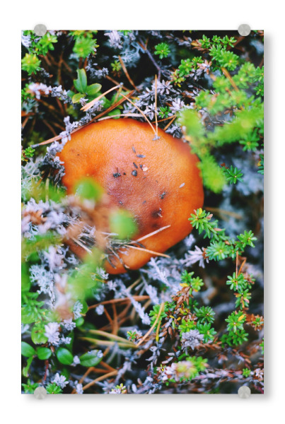 Acrylglasbild "Versteckter Pilz" artboxONE - Natur,Reise,Reise / Länder