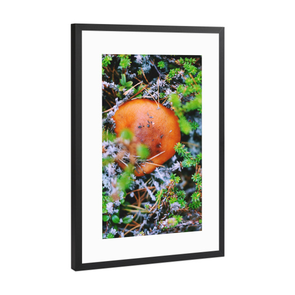 Poster mit Rahmen Schwarz (Metallic) "Versteckter Pilz" artboxONE - Natur,Reise,Reise / Länder
