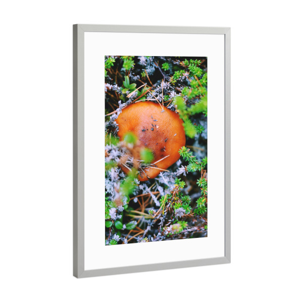 Poster mit Rahmen Silber "Versteckter Pilz" artboxONE - Natur,Reise,Reise / Länder