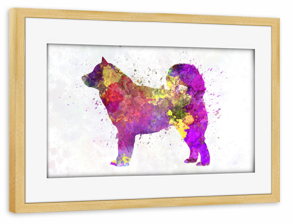 Poster mit Rahmen kiefer "Alaskan Malamute dog in watercolor" artboxONE - Tiere