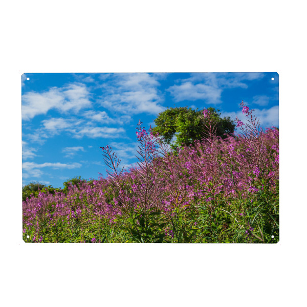 Metall Poster "Landschaft in den Dünen" artboxONE - Natur,Reise,Reise / Länder