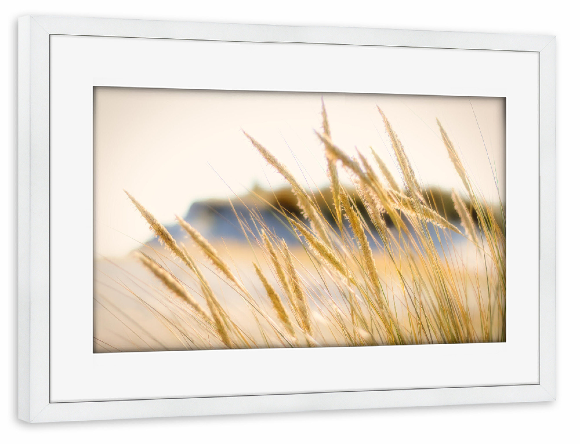Poster mit Rahmen weiß "Dünen Gräser Impression" artboxONE - Natur,Floral,Reise / Strand und Meer