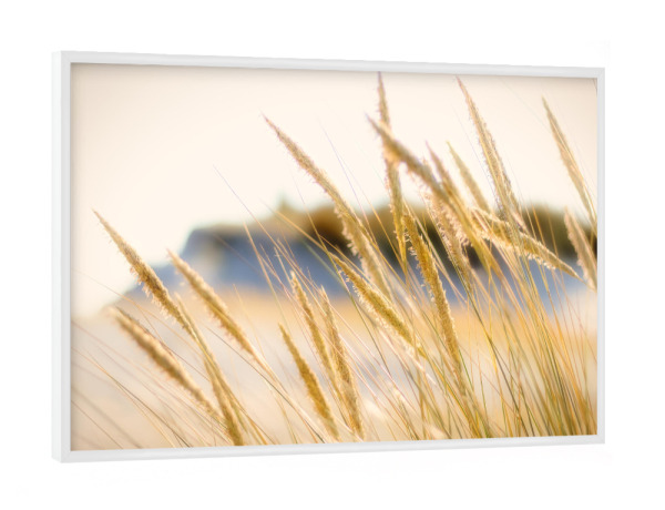 Poster mit weißem Rahmen "Dünen Gräser Impression" artboxONE - Natur,Floral,Reise / Strand und Meer
