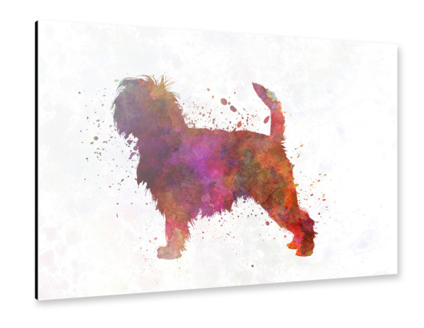 Alu-Dibond "Affenpinscher in watercolor" 30x20 cm artboxONE