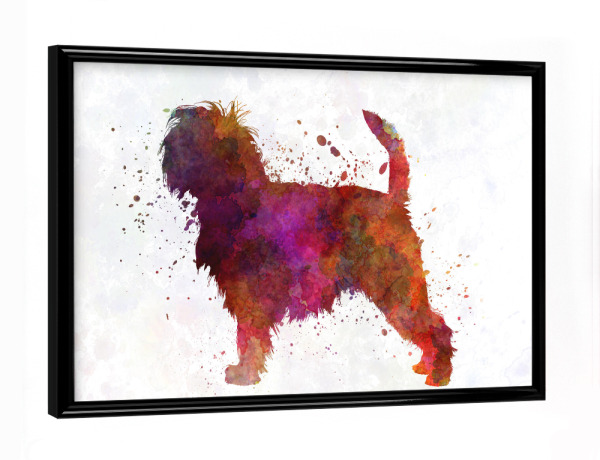 Poster mit schwarzem Rahmen "Affenpinscher in watercolor" artboxONE - Tiere