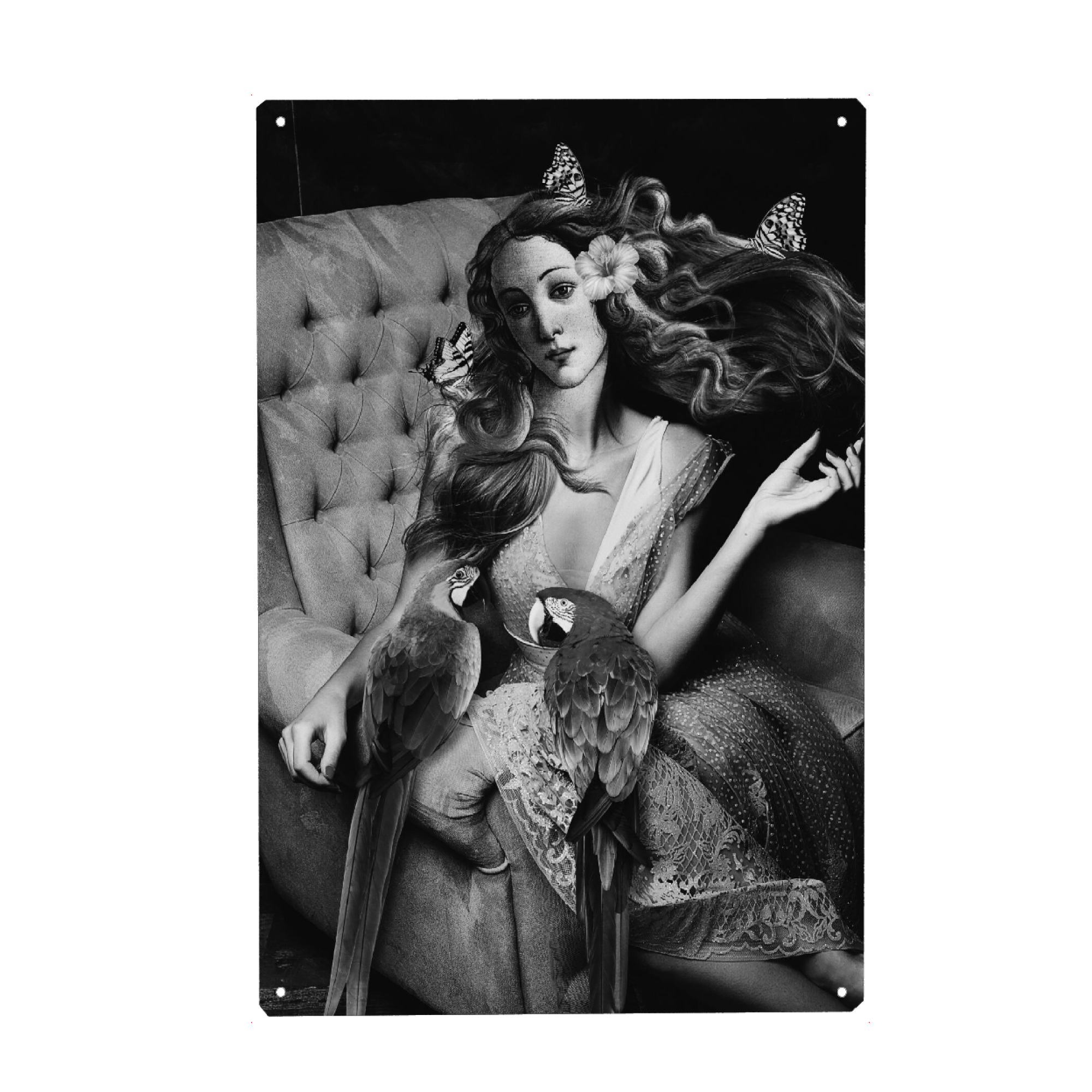 Metall Poster "Macaws by Tas BW" artboxONE - Schwarzweiß