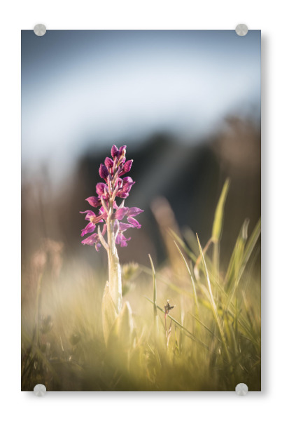 Acrylglasbild "Orchidee" artboxONE - Natur,Floral