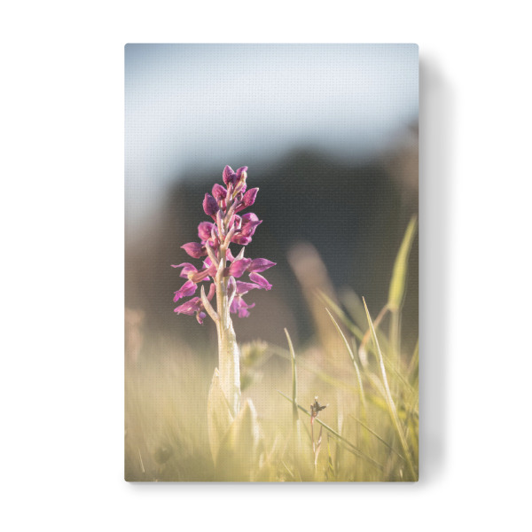 Leinwandbild "Orchidee" artboxONE - Natur,Floral