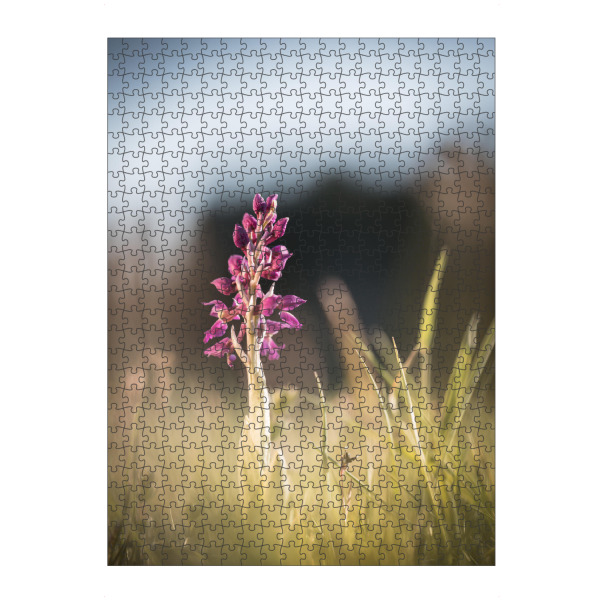 Puzzle Ravensburger "Orchidee" artboxONE - Natur,Floral