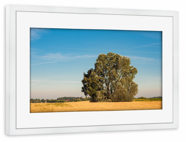 Poster mit Rahmen weiß "Getreidefeld und Bäume" artboxONE - Natur,Reise