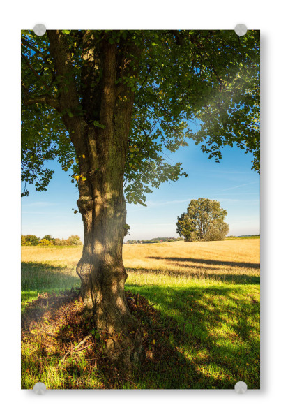 Acrylglasbild "Bäume, Gras und Feld" artboxONE - Natur,Reise